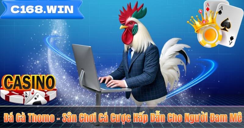 Đá Gà Thomo – Sân Chơi Cá Cược Hấp Dẫn Cho Người Đam Mê